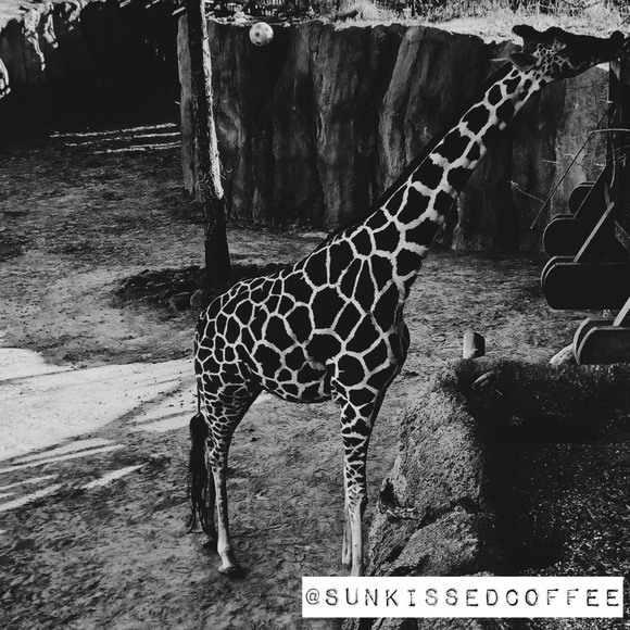 𝕄𝕖𝕖𝕥 𝕪𝕠𝕦𝕣 𝕡𝕠𝕤𝕙𝕖𝕣, 𝕁𝕒𝕫𝕞𝕚𝕟𝕖! - Picture 7 of 9